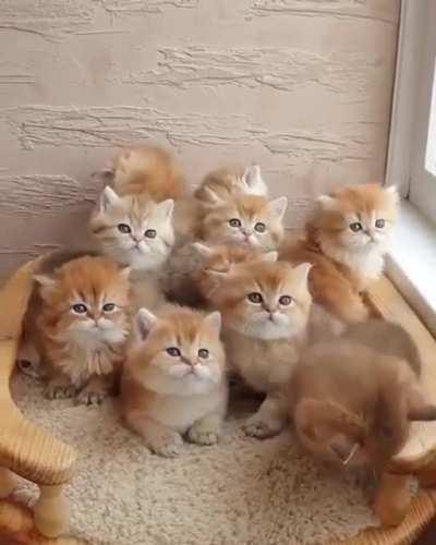 Sooo cute and adorable kittens