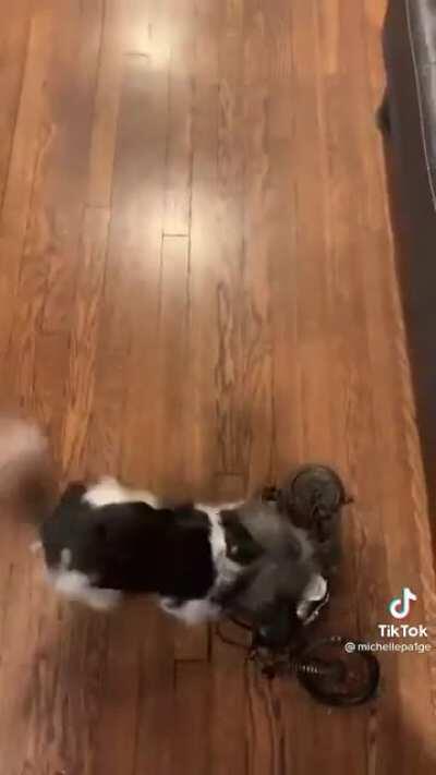 Must kill the mini bike