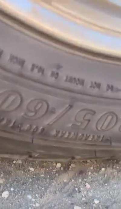 Absolute Unit of a tick!!!!