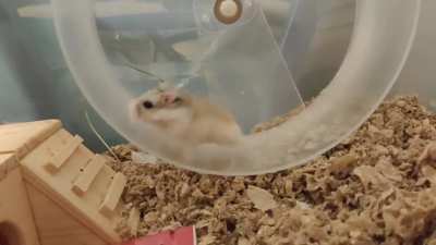 new wheel. must try immediately. 🐹