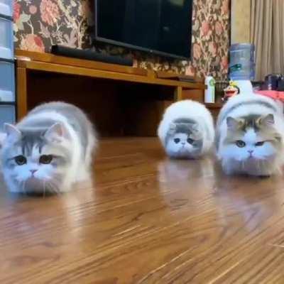 Quietly approaching danger...