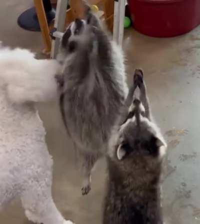 Raccoons playing with bubbles and jumping like a little kid