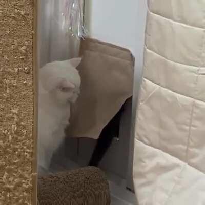 Purrfessional hitcat...