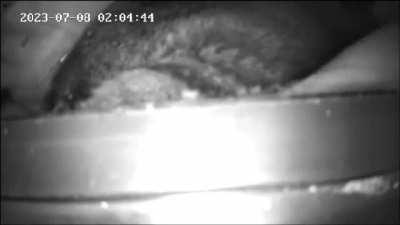 Betty isnât going to let anything stand in the way of her building her nest