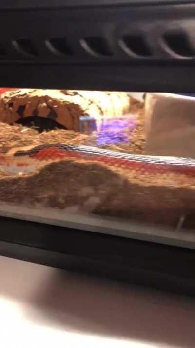 New snake gives himself a dirt hat!