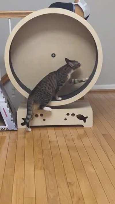 Not sure if this counts, but this is when your cat likes to isolate muscle groups for their workouts