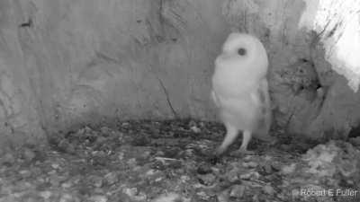 Owl chick hears thunder for the first time