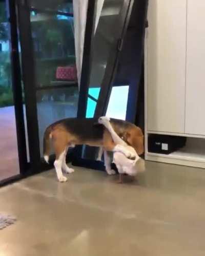 Duck and Dog are very good friends