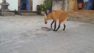 🔥 The Maned Wolf is the largest canid of South America. Its markings resemble those of foxes, but it is neither a fox nor a wolf