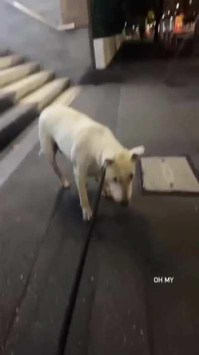 Trying to ride an electric scooter down the stairs.