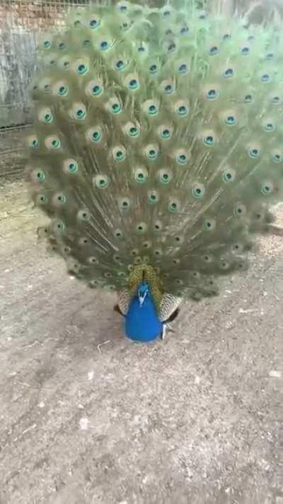 Most beautiful act in animal kingdom