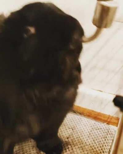 His little bunny tongue 😋