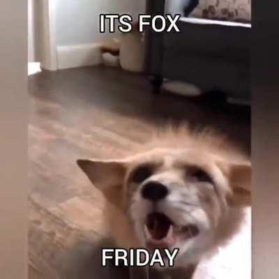 ITS (FINNEGAN) FOX FRIDAY 🦊🦊🦊🦊