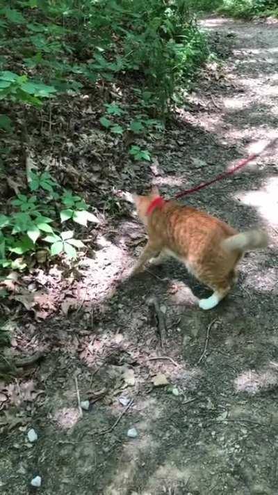 Hiking boy got startled by me stepping on a stick!