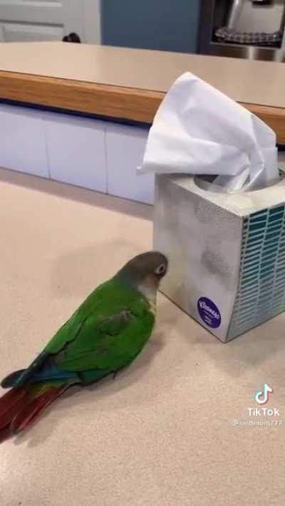 Bonky Bird is feeling pretty bonky