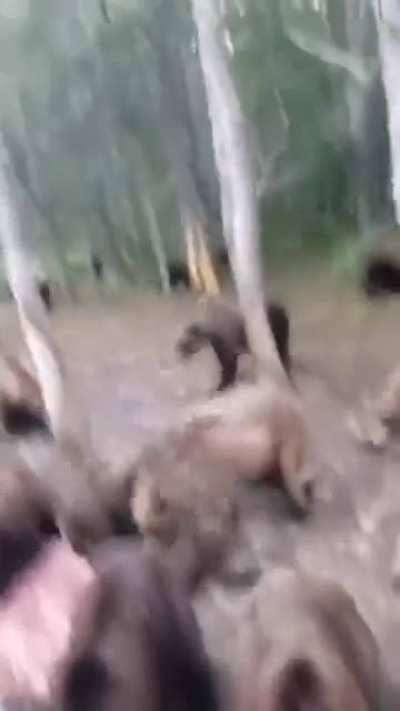 Как тараканы