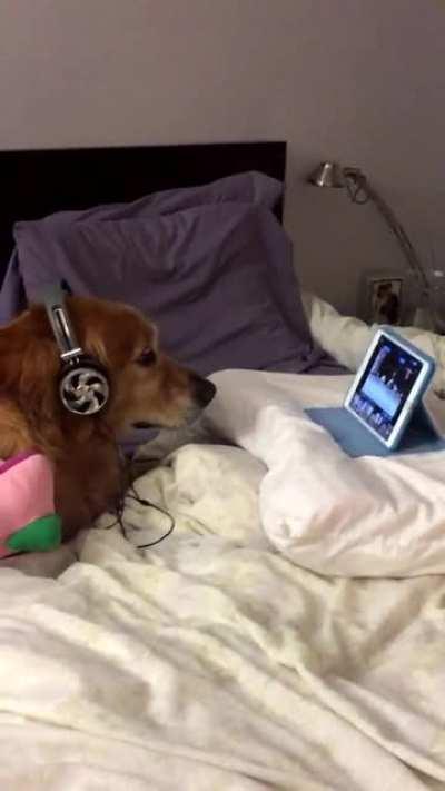 Joey is scared of the fireworks, so we put on some dog videos for him.