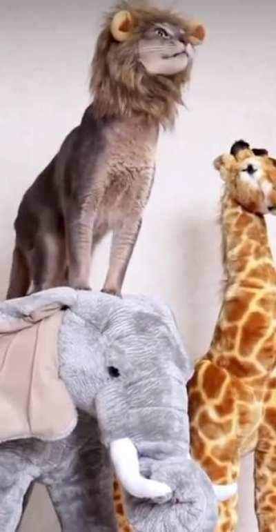 The King Of His Jungle