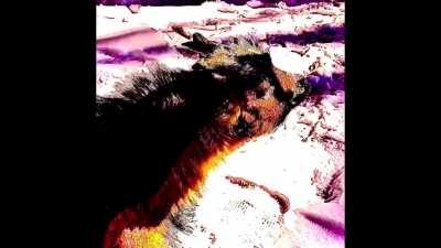 Goat sounds like Mikael Jason?!?!🧑🏿‍🦲👩🏾‍🦲👱🏽‍♂️👱🏼👴🏻☠️😂😂