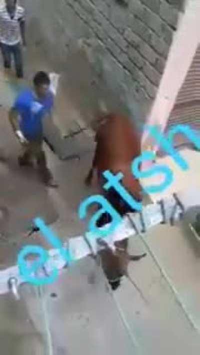 Animal abuser gets it back