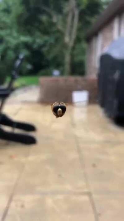 Ah a nice little hoverfly that's nea- AAAAAAAAh!