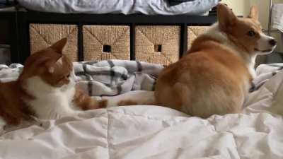 Cat knows corgi is sensitive about her butt, yet he can’t help himself