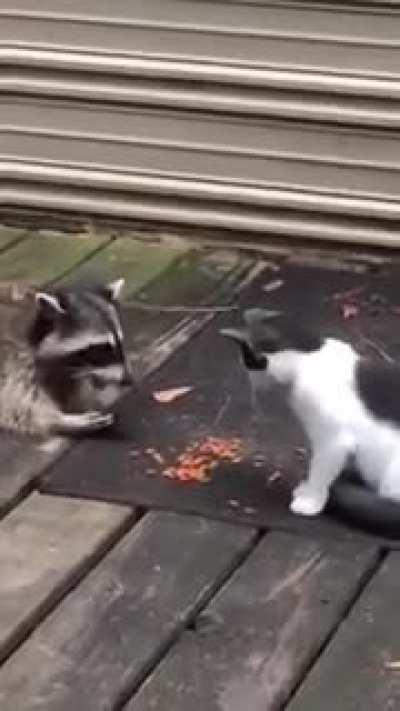 Racoon and Cat: having a nice meal together Other hungry racoon: