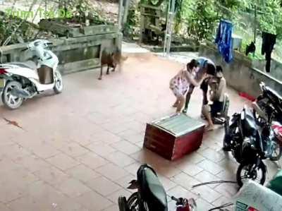 Boa Constrictor bites man in the face