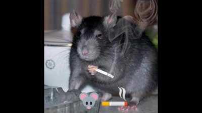 🐀🚬