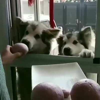 The smoothness of the bun and the way the dogs take them