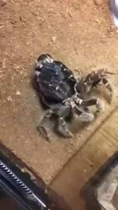 Thanks, I hate crispy spider skin!