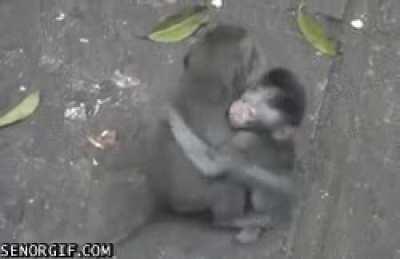 That moment when the $300-$450 apes unite with the $40-200 apes. Ape strong 💪