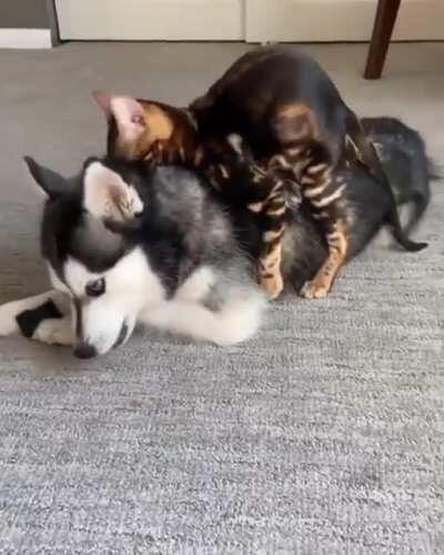 Cat be like : I Love this new bed