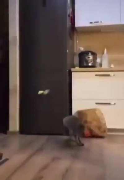 Freestyler! Gwacawacamole!