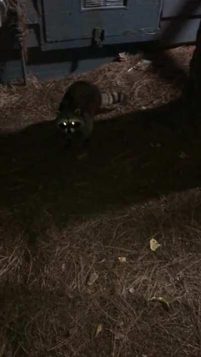 Trash pandas doing trash panda things