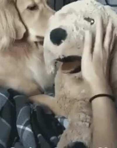 Животная ревность