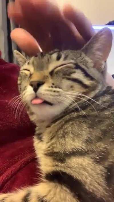 My cat says “😛”