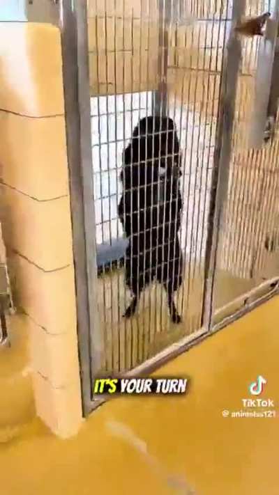 The reaction of different dogs to getting adopted, this video makes my heart happy, all deserve a home 🐾♥️