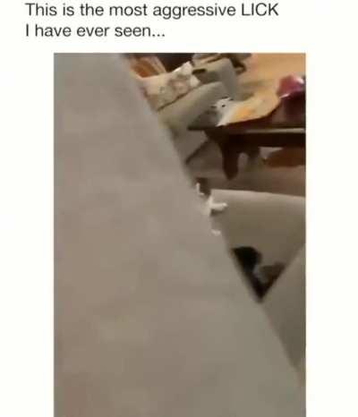 Best video you'll see today