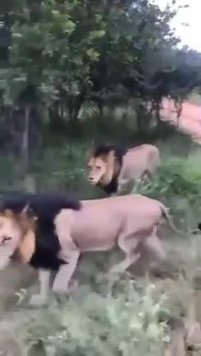 🔥 So does that make rhino the king of the jungle then?