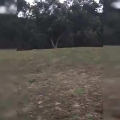 Kangaroo at someone's window