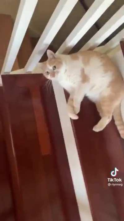 Spilt the cat all over the stairs