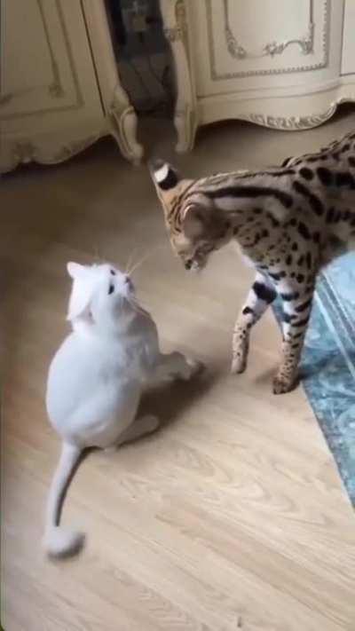 to intimidate a serval