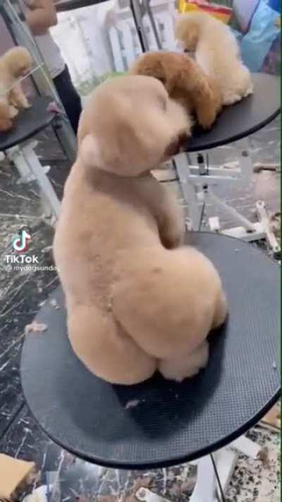 Getting your dog back from the groomers 🤦‍♂️