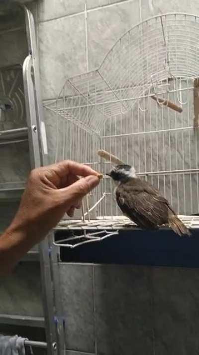 Caiu um bem-te-vi na garagem e não sabe voar. Alguma sugestão?