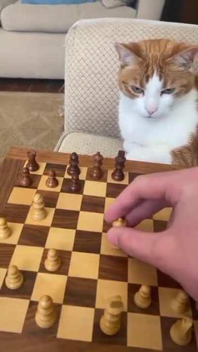 Life as a Chess Player