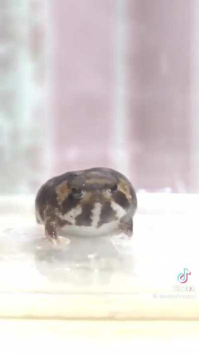 bro idk what these lil guys are but they funny fr 