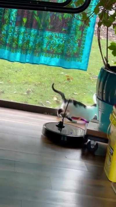 My robo-vac is my housekeeper AND my nanny!