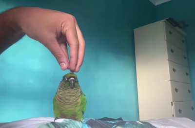 When you’re chosen for head scratches