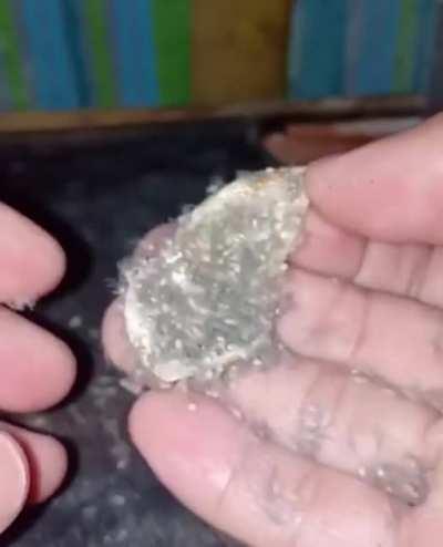 Thanks I hate baby spiders